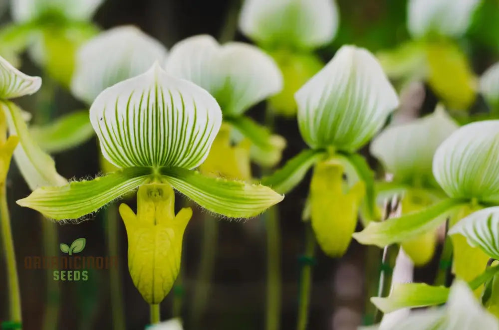 Cypripedium Flower Seeds For Unique Planting - 100 Pcs Seeds