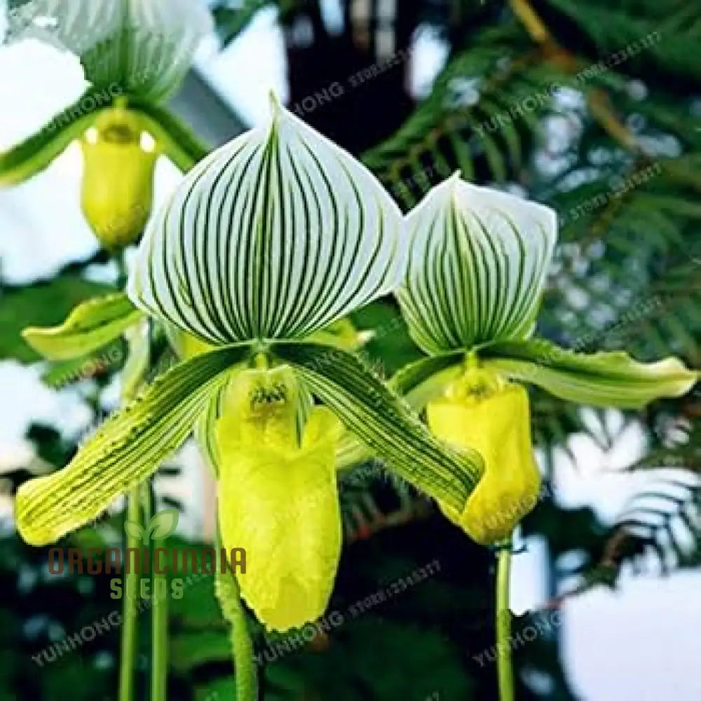 Cypripedium Flower Seeds For Unique Planting - 100 Pcs Seeds