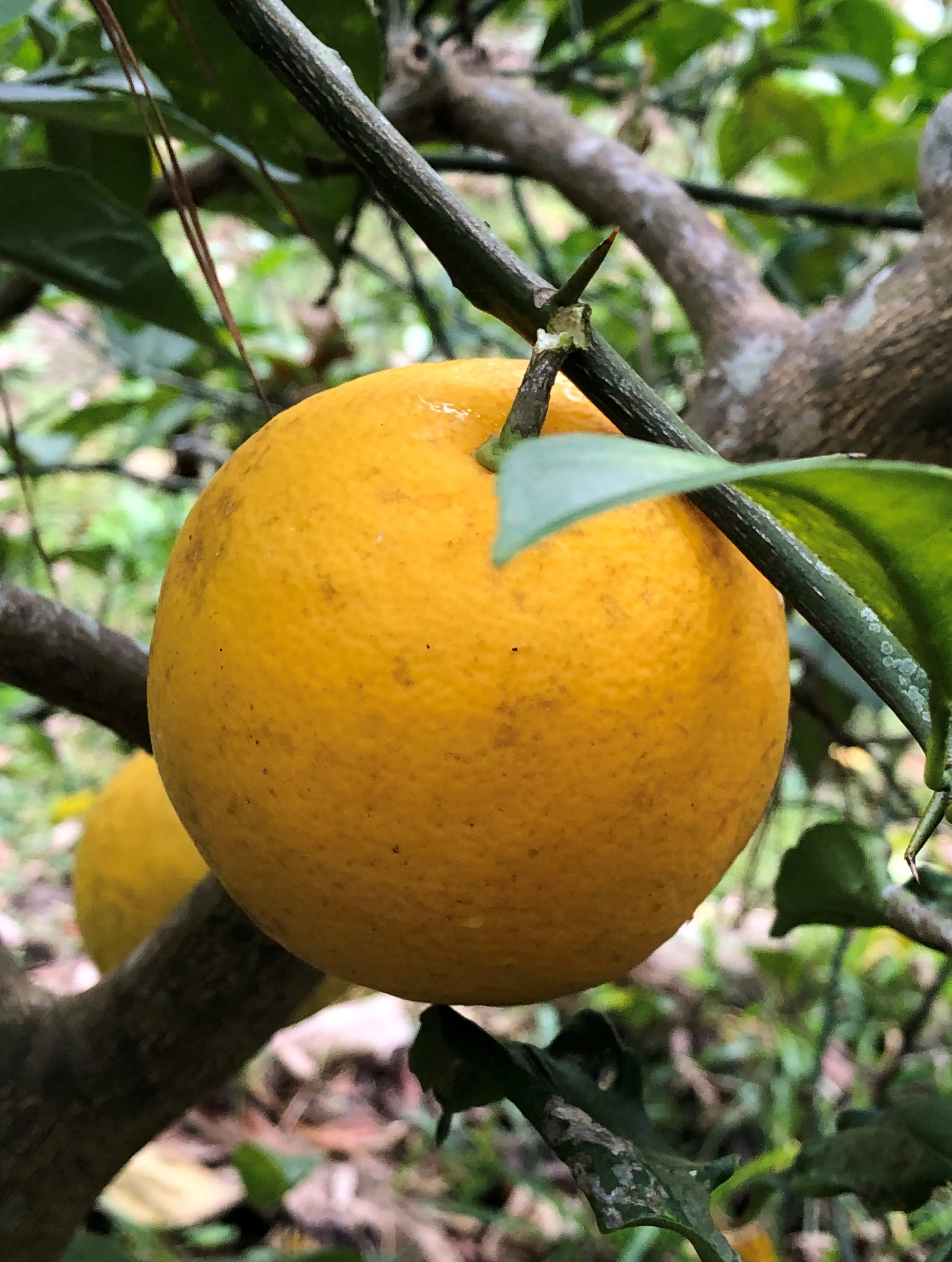 Meyer Lemon Seeds for Planting – Grow Sweet Citrus Trees at Home