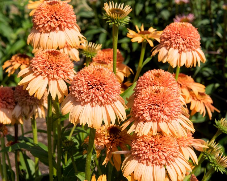 Echinacea 'Supreme Cantaloupe' Blumensamen - leuchtend orange-roter Sonnenhut