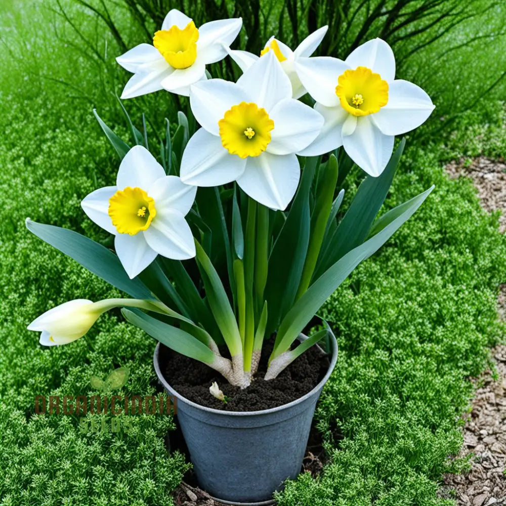 Daffodil Flower Seeds For Planting - White And Yellow Blooms Fresh Vibrant Gardening Stunning