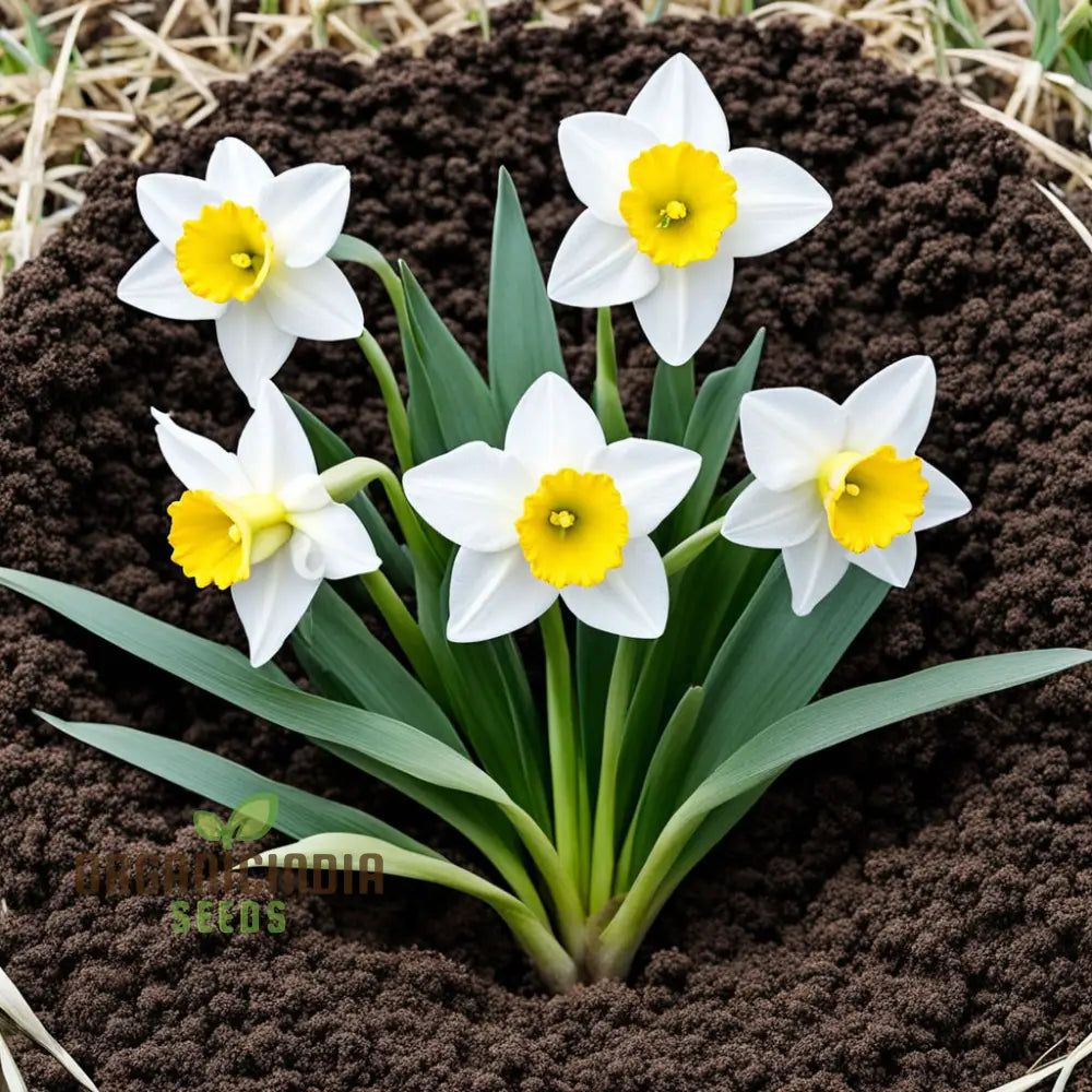 Daffodil Flower Seeds For Planting - White And Yellow Blooms Fresh Vibrant Gardening Stunning