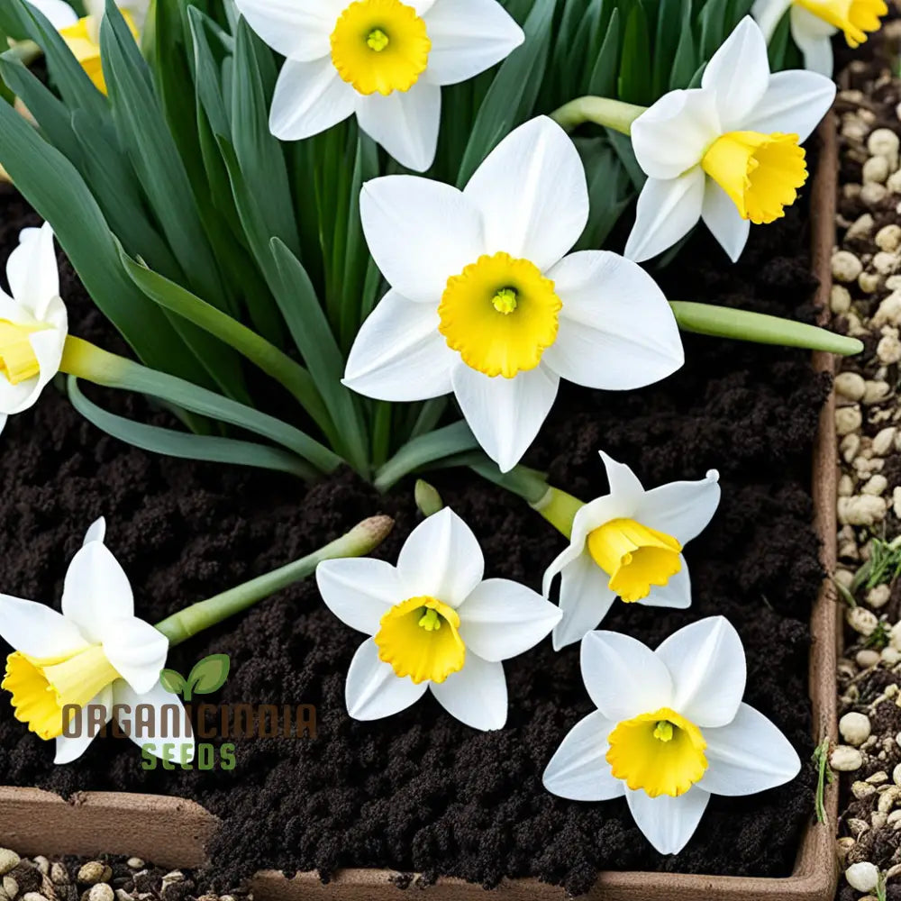 Daffodil Flower Seeds For Planting - White And Yellow Blooms Fresh Vibrant Gardening Stunning