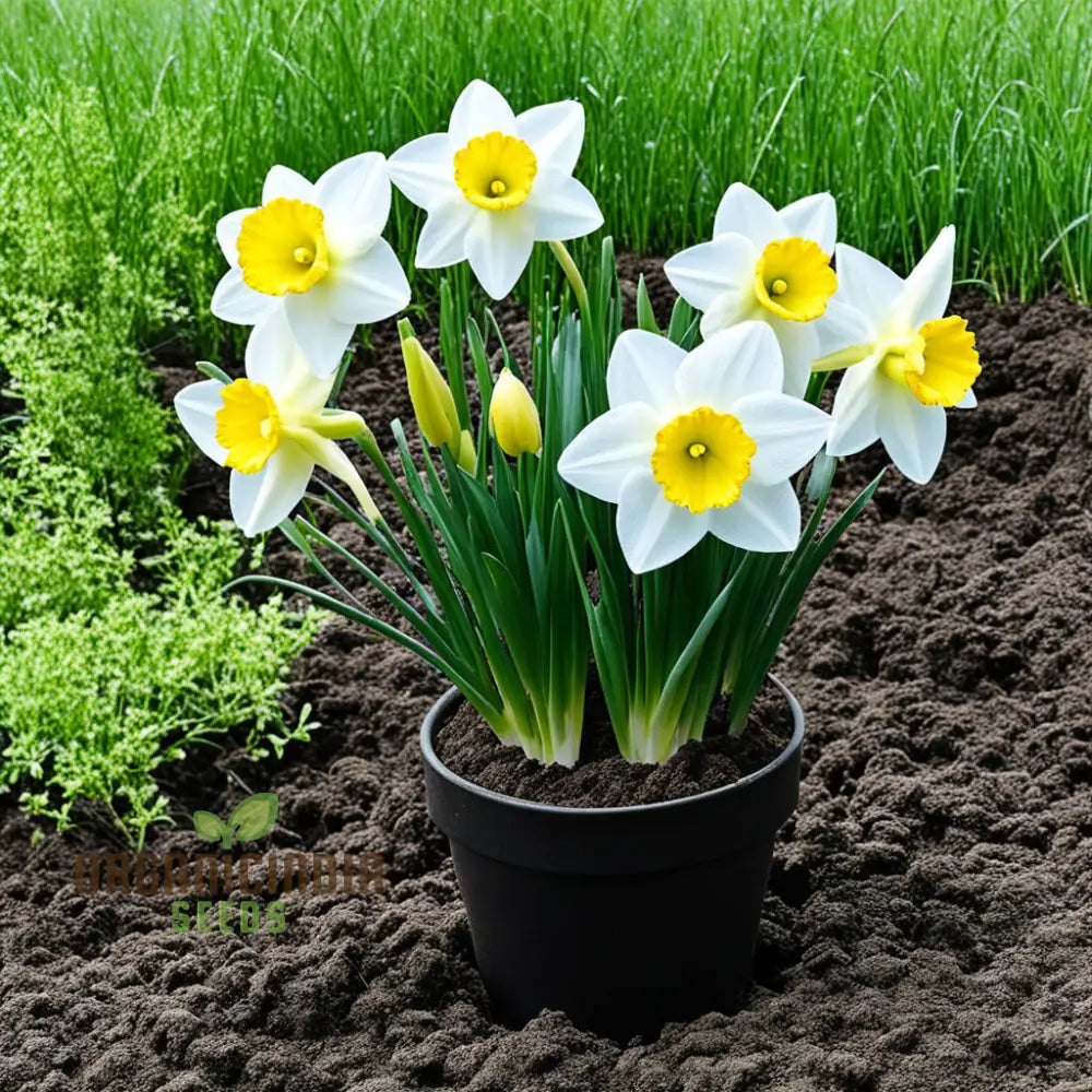 Daffodil Flower Seeds For Planting - White And Yellow Blooms Fresh Vibrant Gardening Stunning