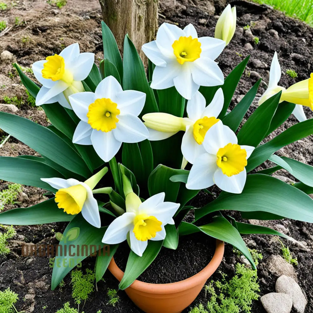 Daffodil Flower Seeds For Planting - White And Yellow Blooms Fresh Vibrant Gardening Stunning