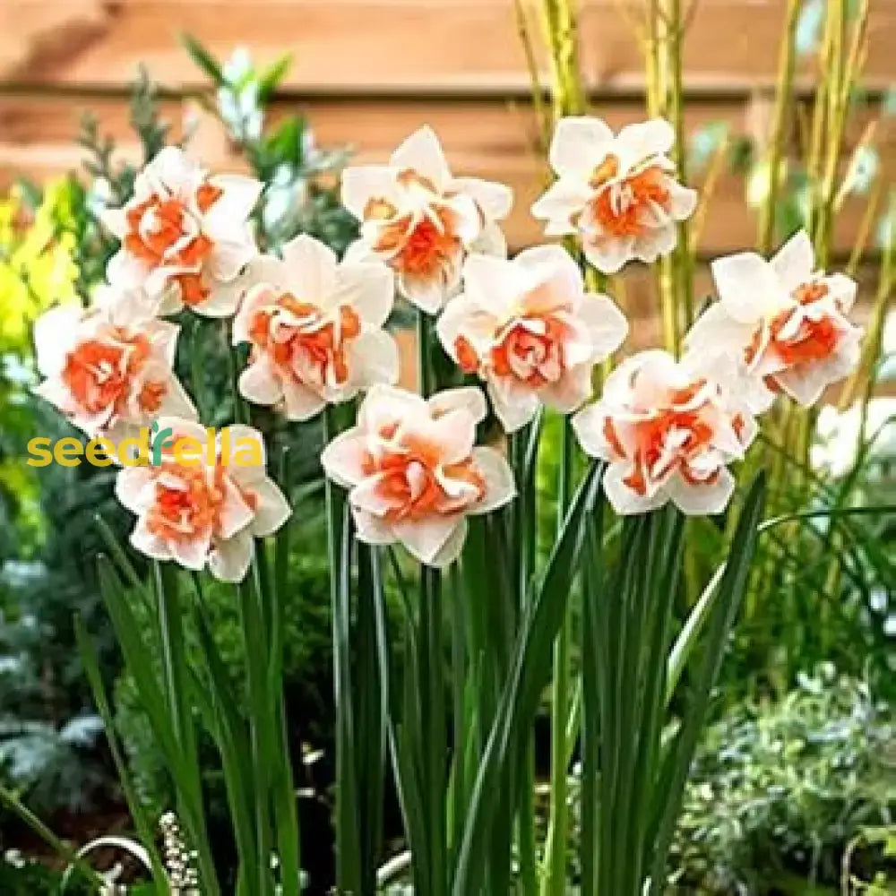 Daffodil Flower Seeds - White And Orange For Planting