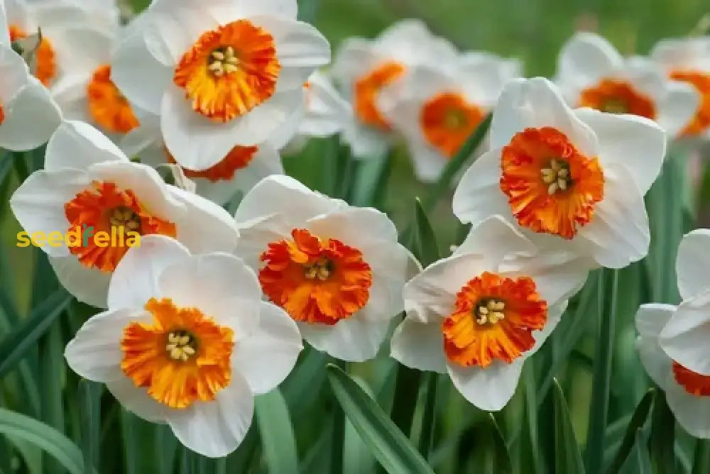 Daffodil Flower Seeds - White And Orange For Planting