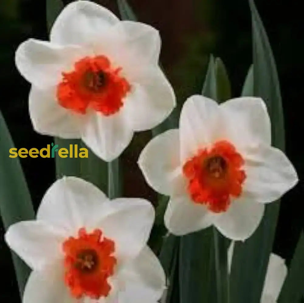 Daffodil Seeds For Planting: White And Red Blooms Flower