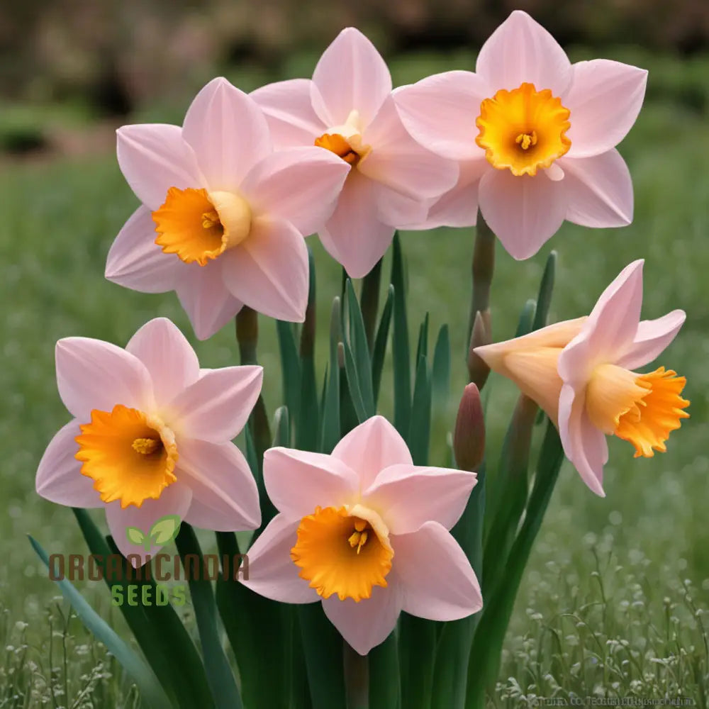 Daffodils Flower Seeds For Planting Pink White Perennials