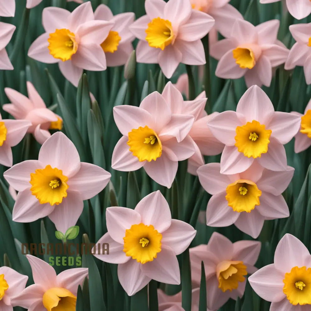 Daffodils Flower Seeds For Planting Pink White Perennials