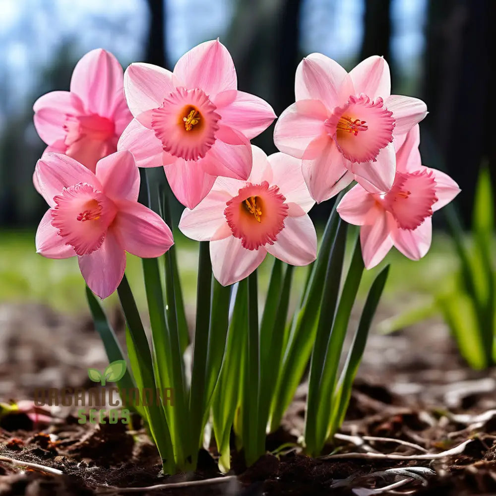 Daffodils Flower Seeds For Planting Pink White Perennials