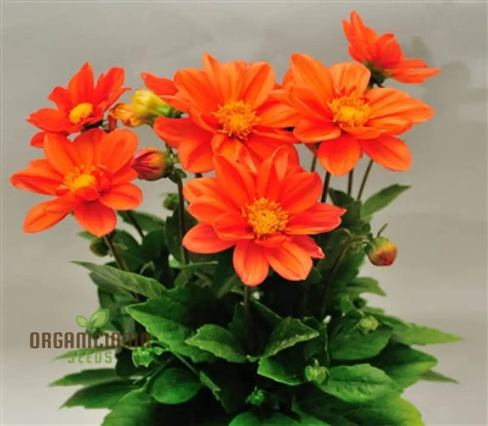 Dahlia - Delight In Orange Shades Seeds For Vibrant Blooms And Beautiful Garden Landscaping!