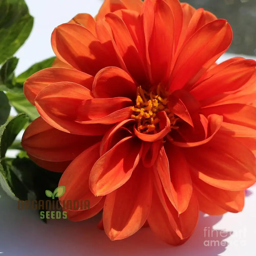 Dahlia - Delight In Orange Shades Seeds For Vibrant Blooms And Beautiful Garden Landscaping!