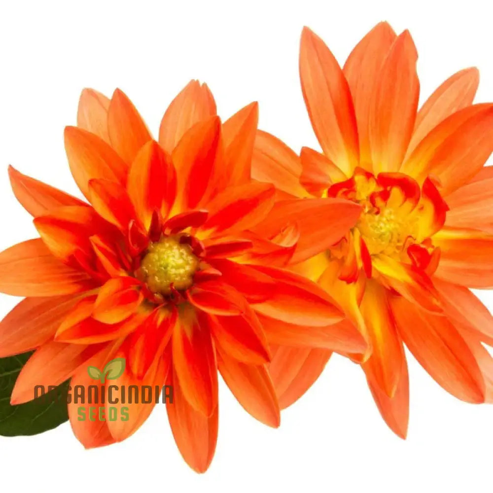 Dahlia - Delight In Orange Shades Seeds For Vibrant Blooms And Beautiful Garden Landscaping!