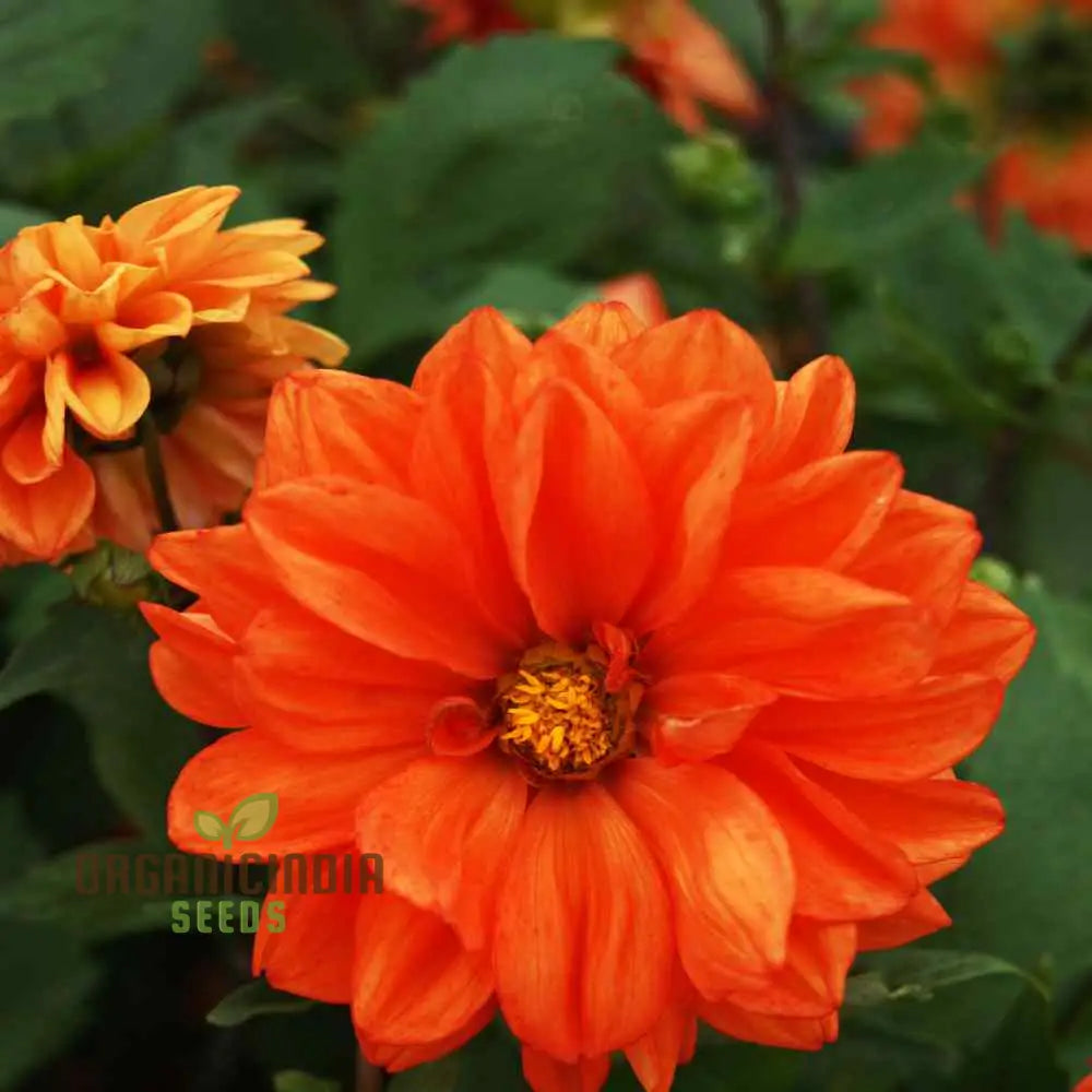 Dahlia - Delight In Orange Shades Seeds For Vibrant Blooms And Beautiful Garden Landscaping!