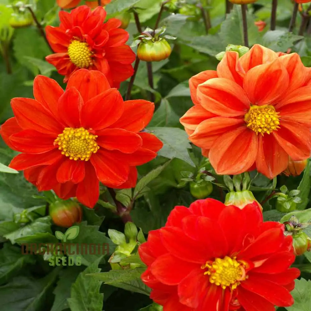 Dahlia - Delight In Orange Shades Seeds For Vibrant Blooms And Beautiful Garden Landscaping!