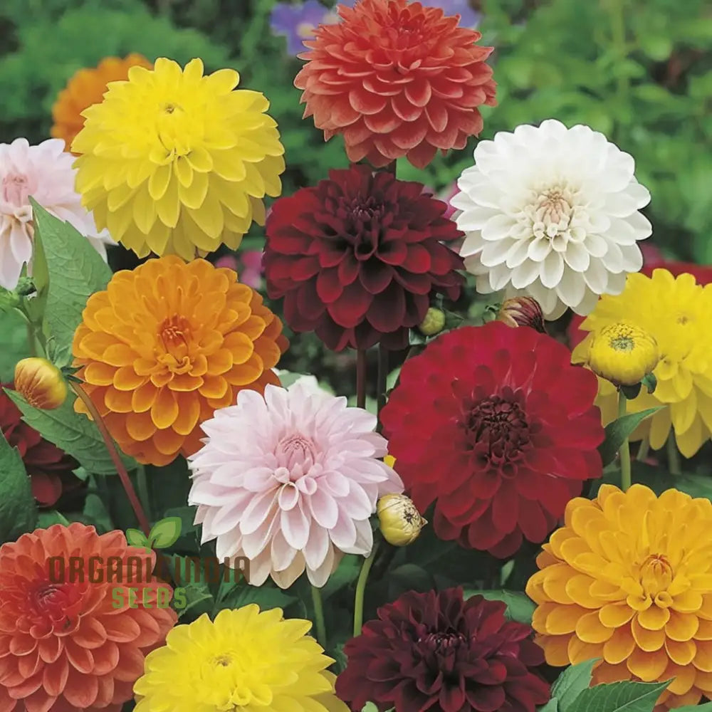 Dahlia Double Mixed Flower Seeds – Elevate Your Gardening Experience With A Brilliant Array Of