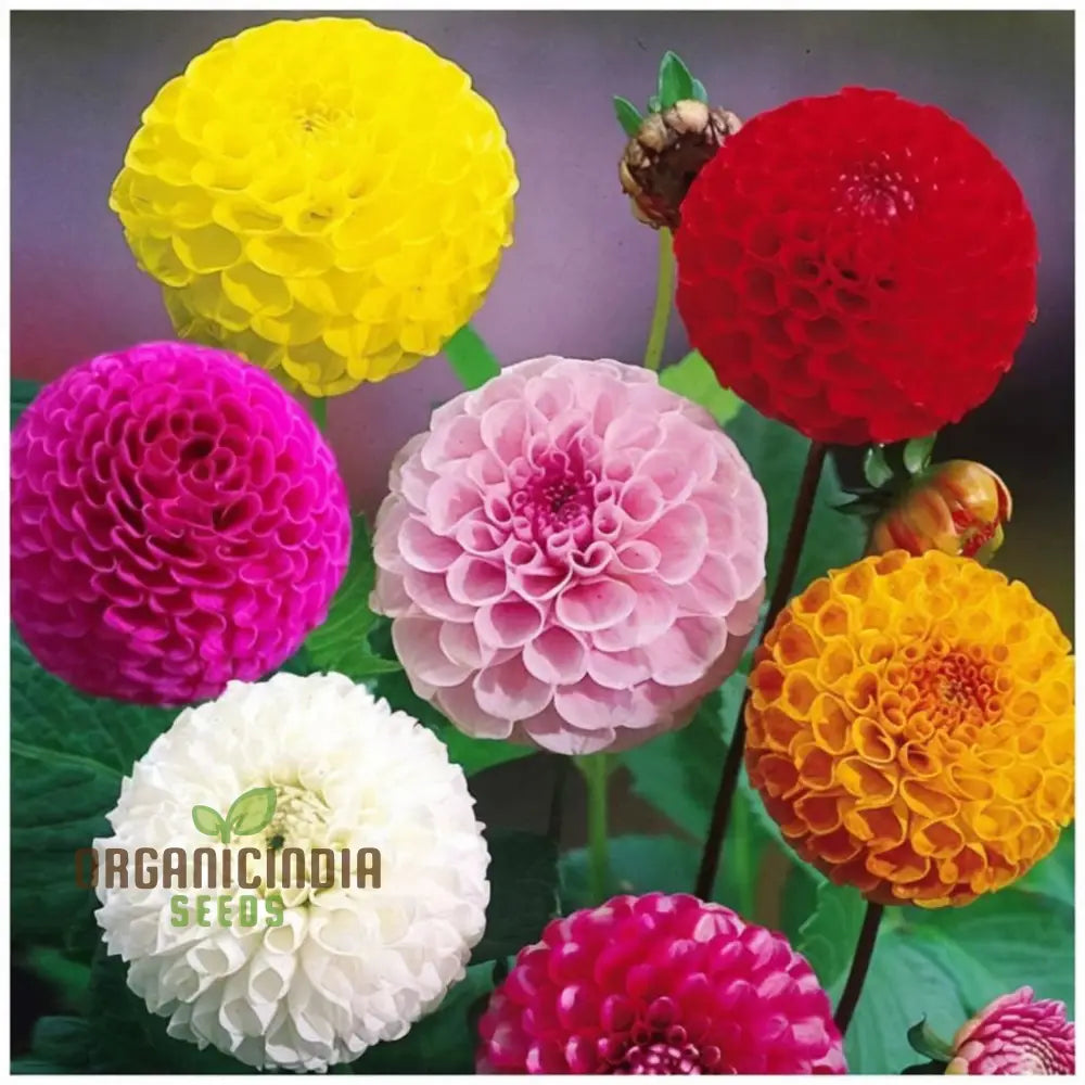 Dahlia Double Mixed Flower Seeds – Elevate Your Gardening Experience With A Brilliant Array Of