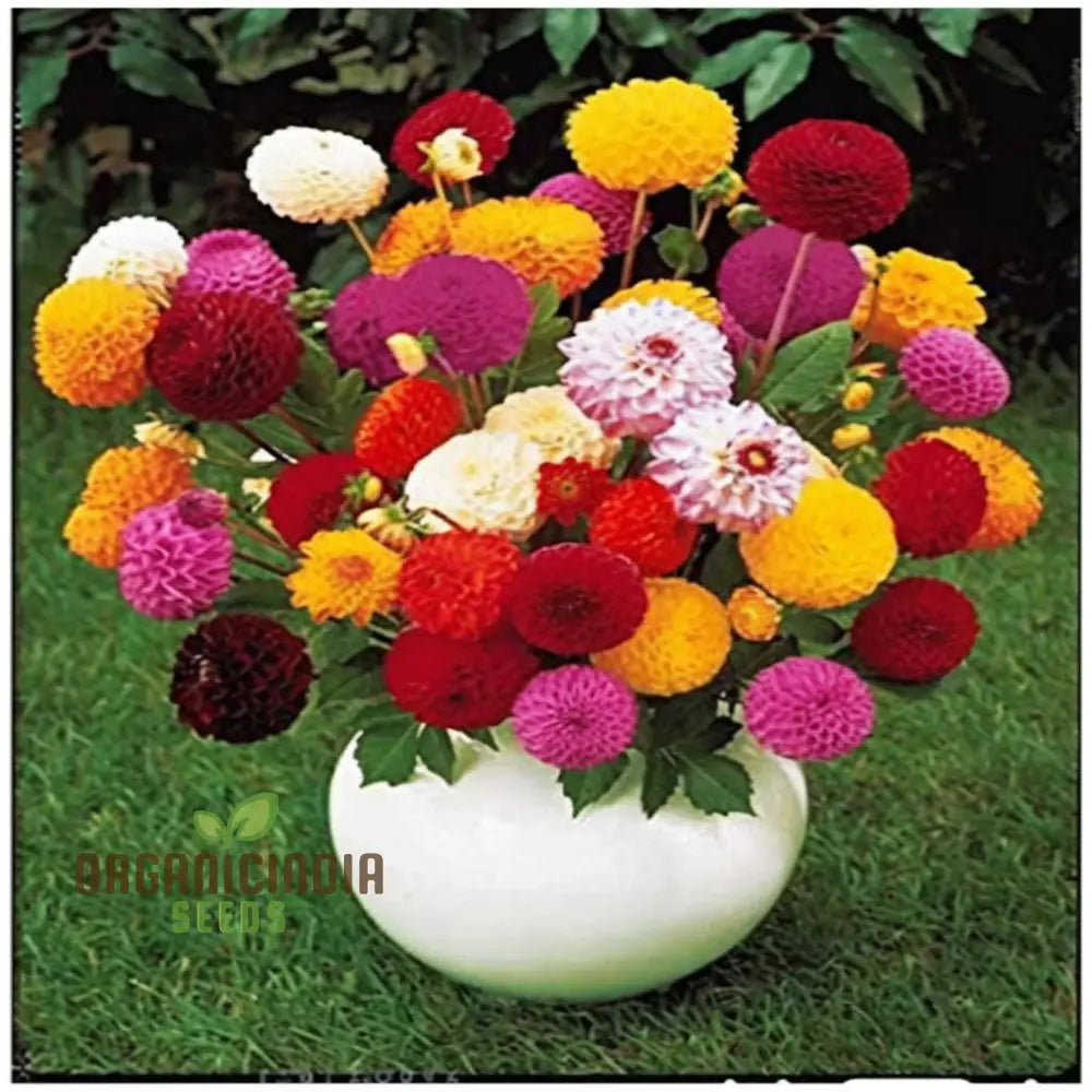 Dahlia Double Mixed Flower Seeds – Elevate Your Gardening Experience With A Brilliant Array Of