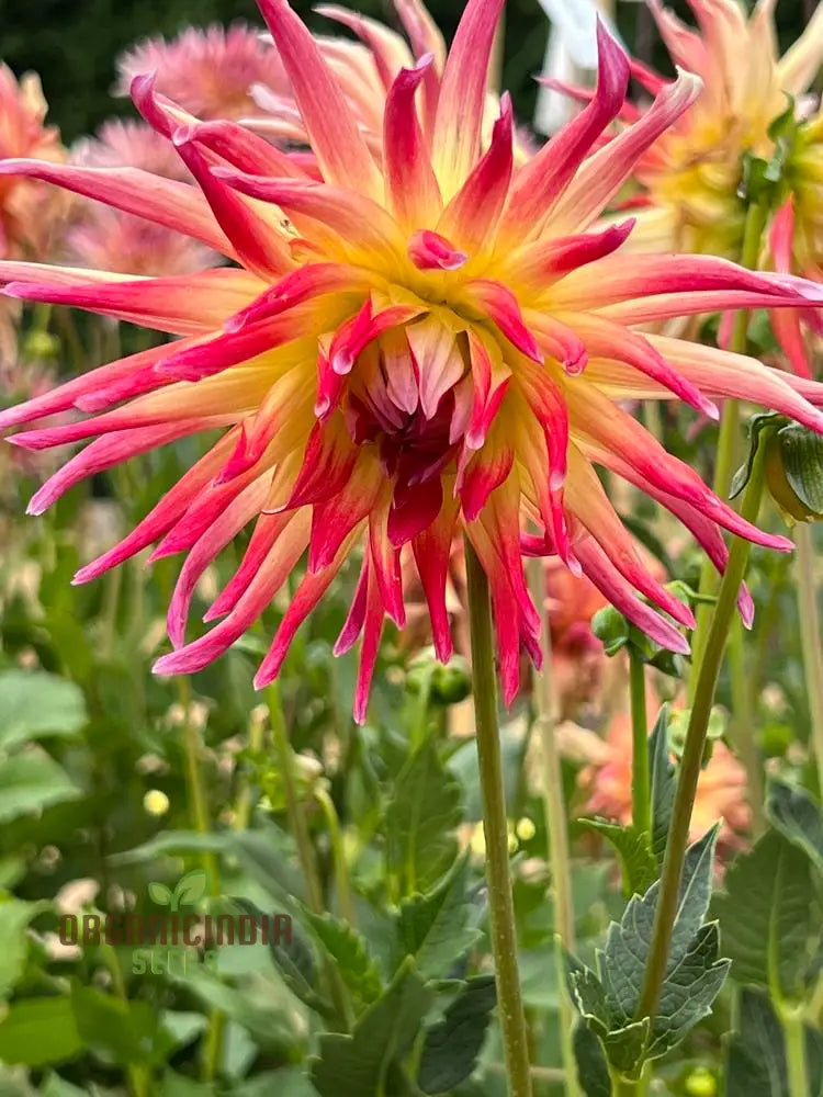 Dahlia Electric Flash Flower Seeds For Planting Vibrant And Colorful Dahlias For A Stunning Summer