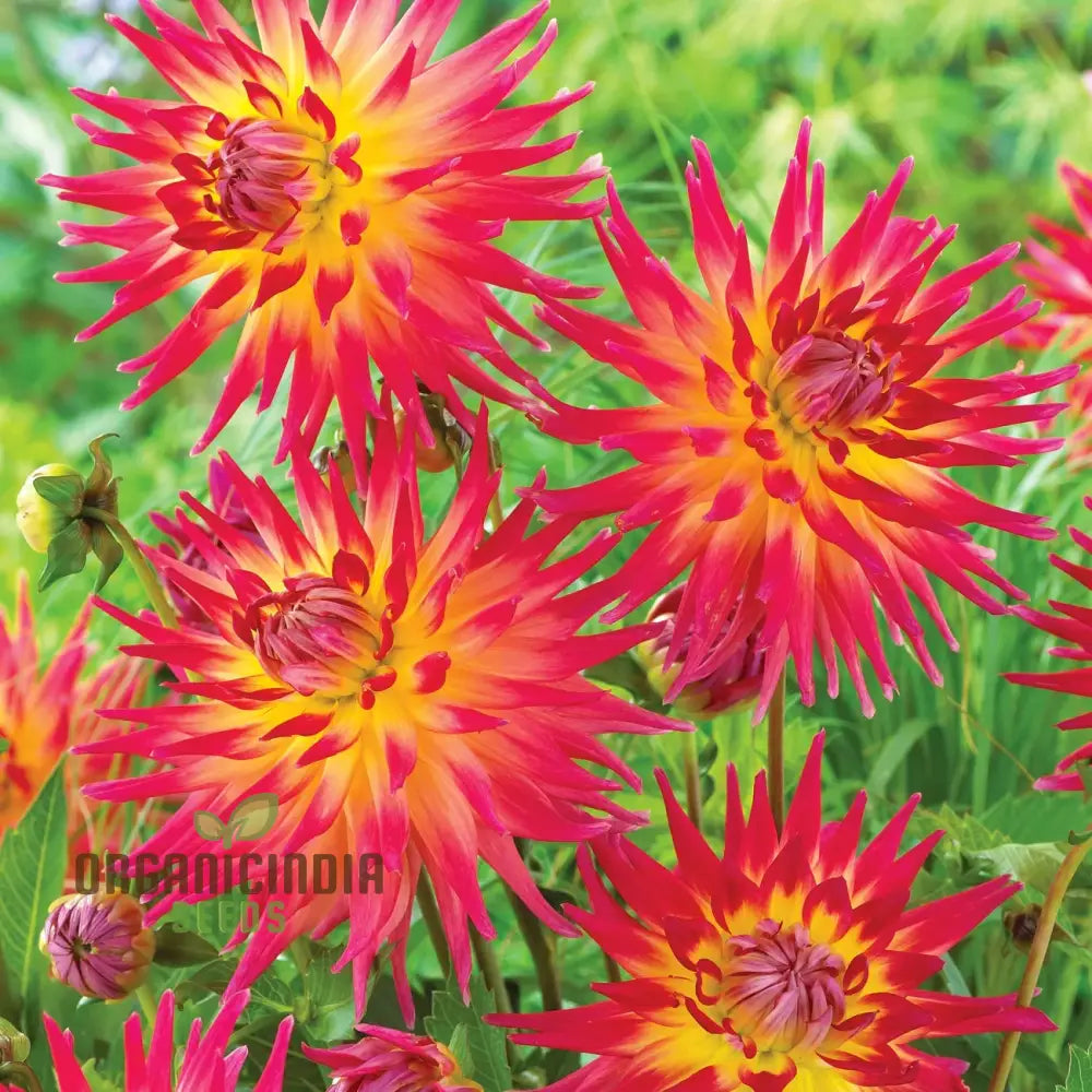 Dahlia Electric Flash Flower Seeds For Planting Vibrant And Colorful Dahlias For A Stunning Summer