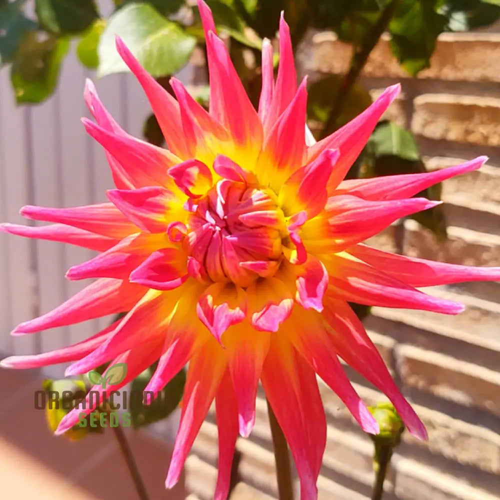 Dahlia Electric Flash Flower Seeds For Planting Vibrant And Colorful Dahlias For A Stunning Summer