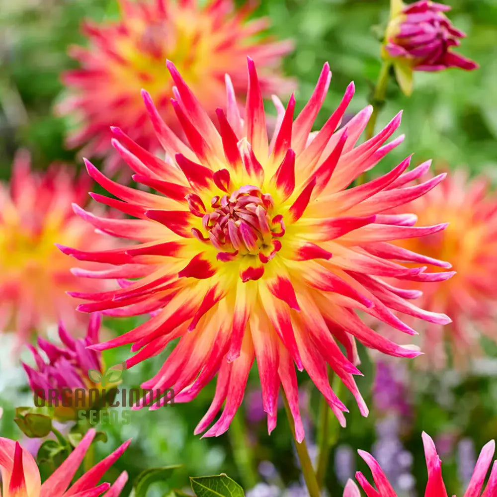 Dahlia Electric Flash Flower Seeds For Planting Vibrant And Colorful Dahlias For A Stunning Summer