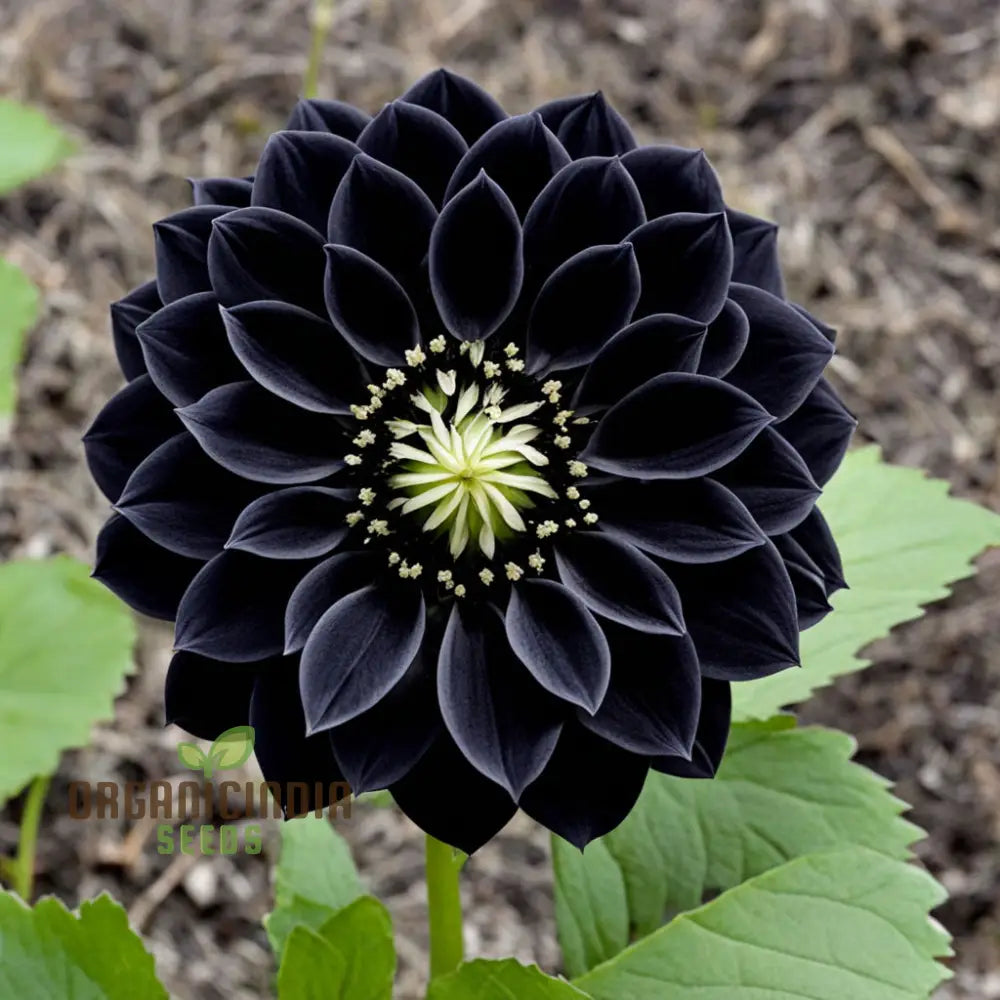 Dahlia Flower Seeds For Black To Plant Outside Perennials