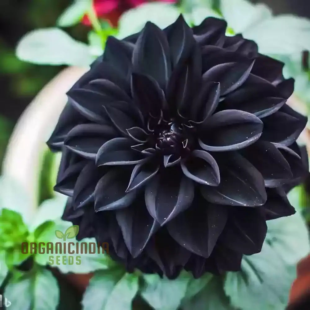 Dahlia Flower Seeds For Black To Plant Outside Perennials