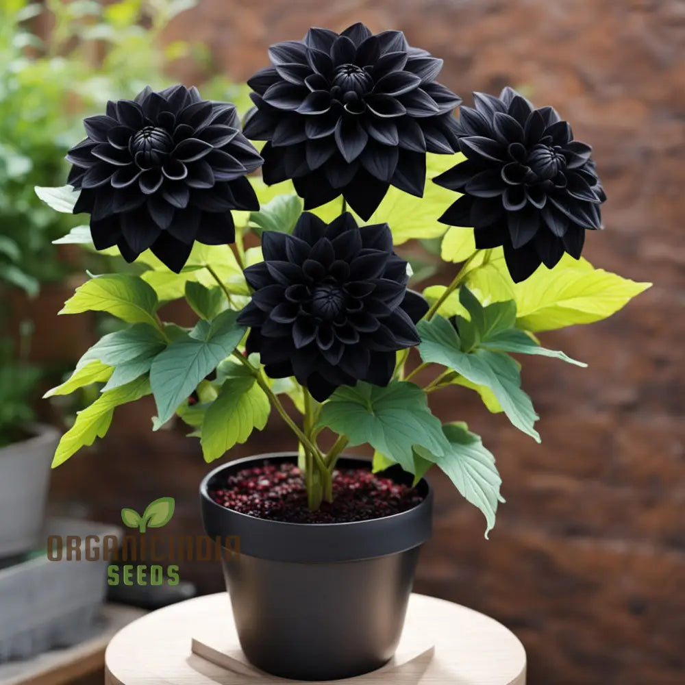 Dahlia Flower Seeds For Black To Plant Outside Perennials