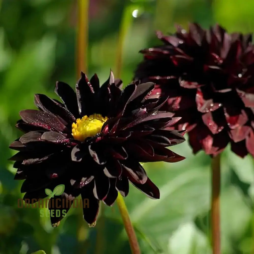 Dahlia Flower Seeds For Black To Plant Outside Perennials