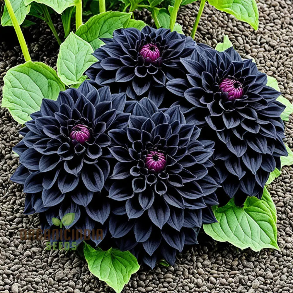 Dahlia Flower Seeds For Black To Plant Outside Perennials