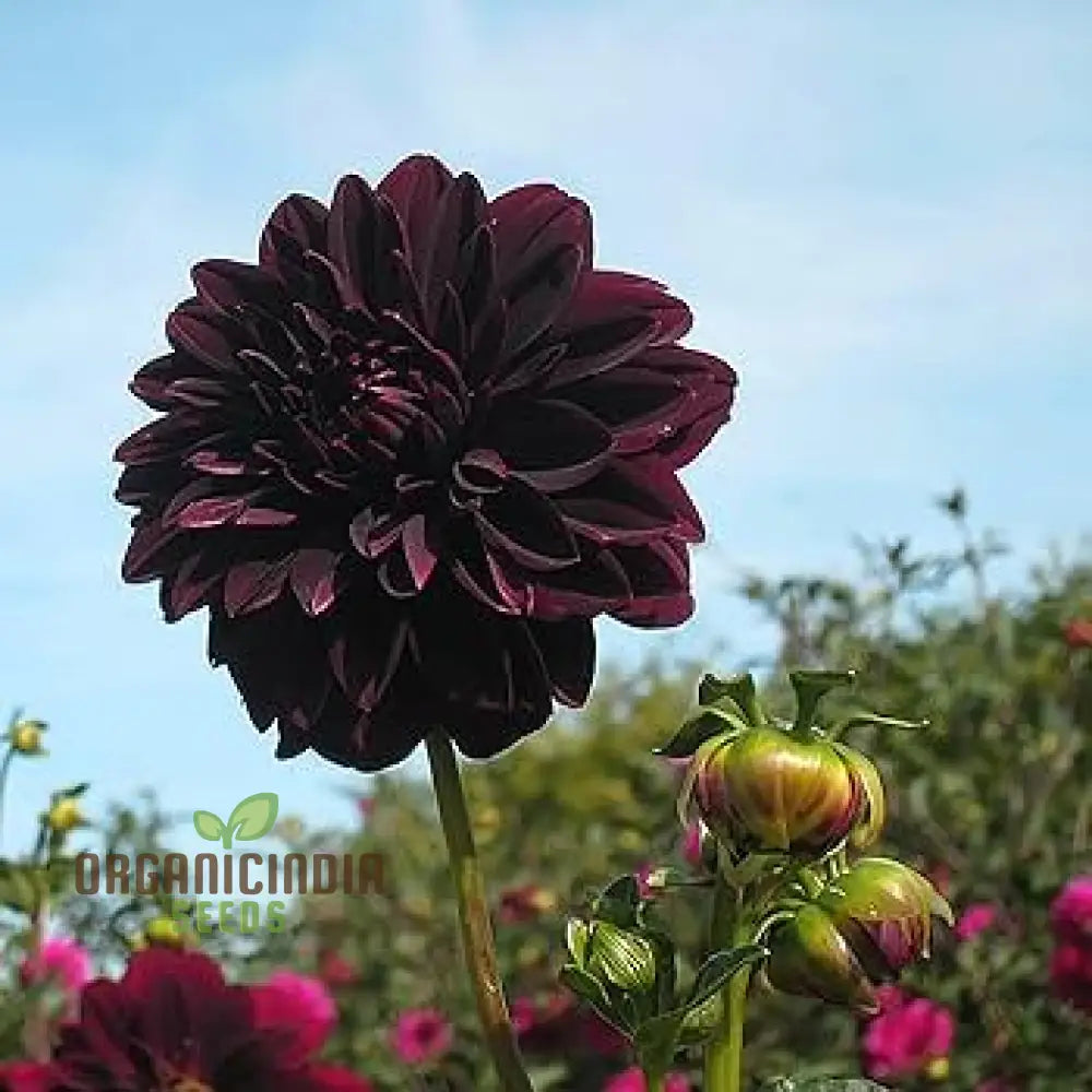 Dahlia Flower Seeds For Black To Plant Outside Perennials