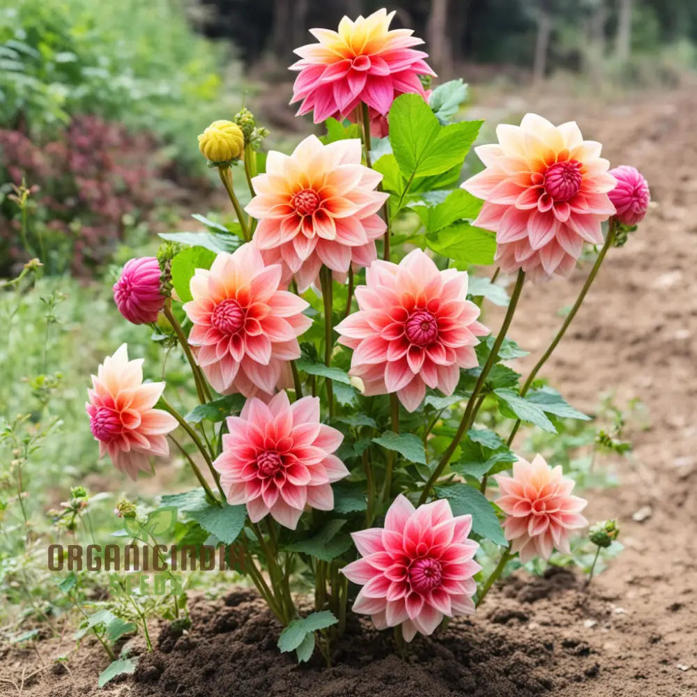 Dahlia Flower Seeds Vibrant Garden Blooms Easy-To-Growing Dahlias From Perennials