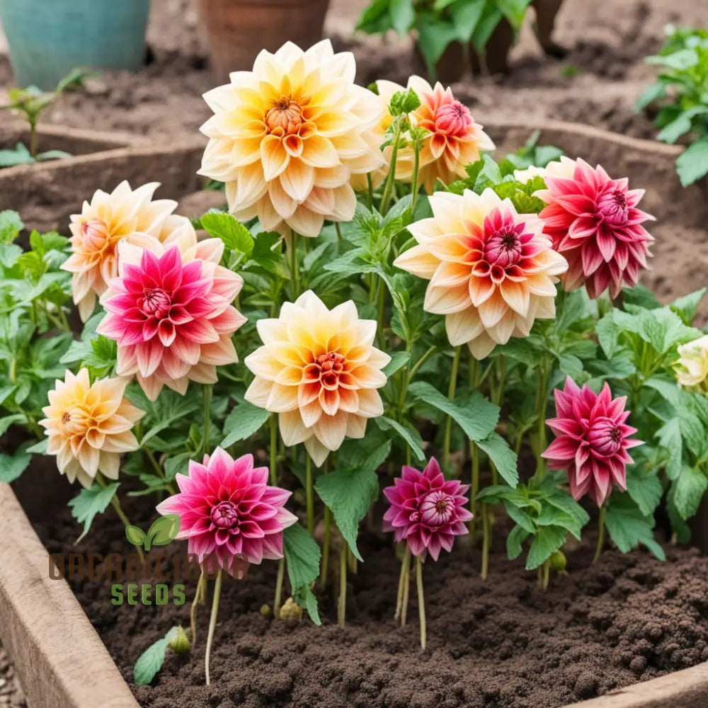 Dahlia Flower Seeds Vibrant Garden Blooms Easy-To-Growing Dahlias From Perennials