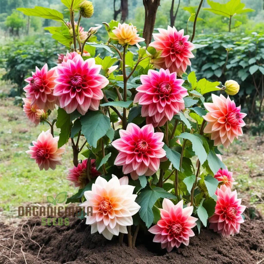 Dahlia Flower Seeds Vibrant Garden Blooms Easy-To-Growing Dahlias From Perennials