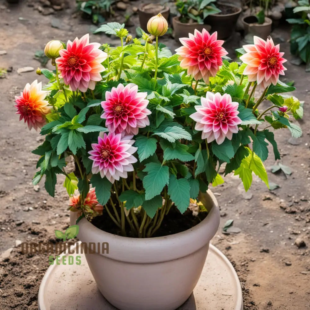 Dahlia Flower Seeds Vibrant Garden Blooms Easy-To-Growing Dahlias From Perennials