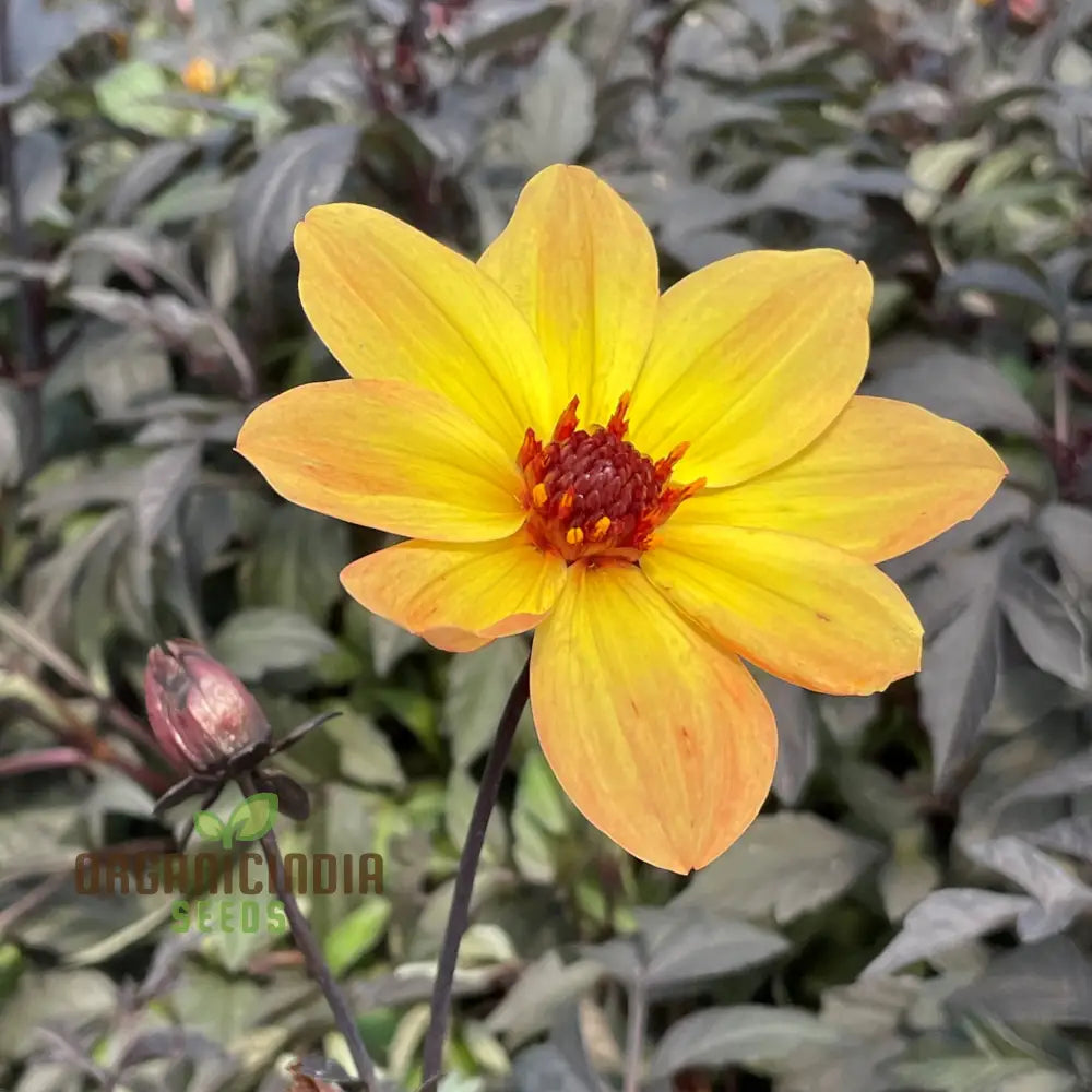 Dahlia Happy Single Party Flower Seeds For Planting Bright And Cheerful For A Vibrant Garden