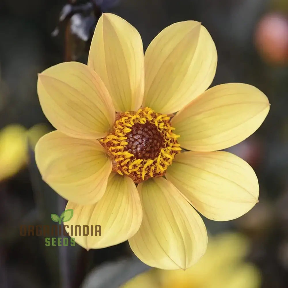 Dahlia Happy Single Party Flower Seeds For Planting Bright And Cheerful For A Vibrant Garden