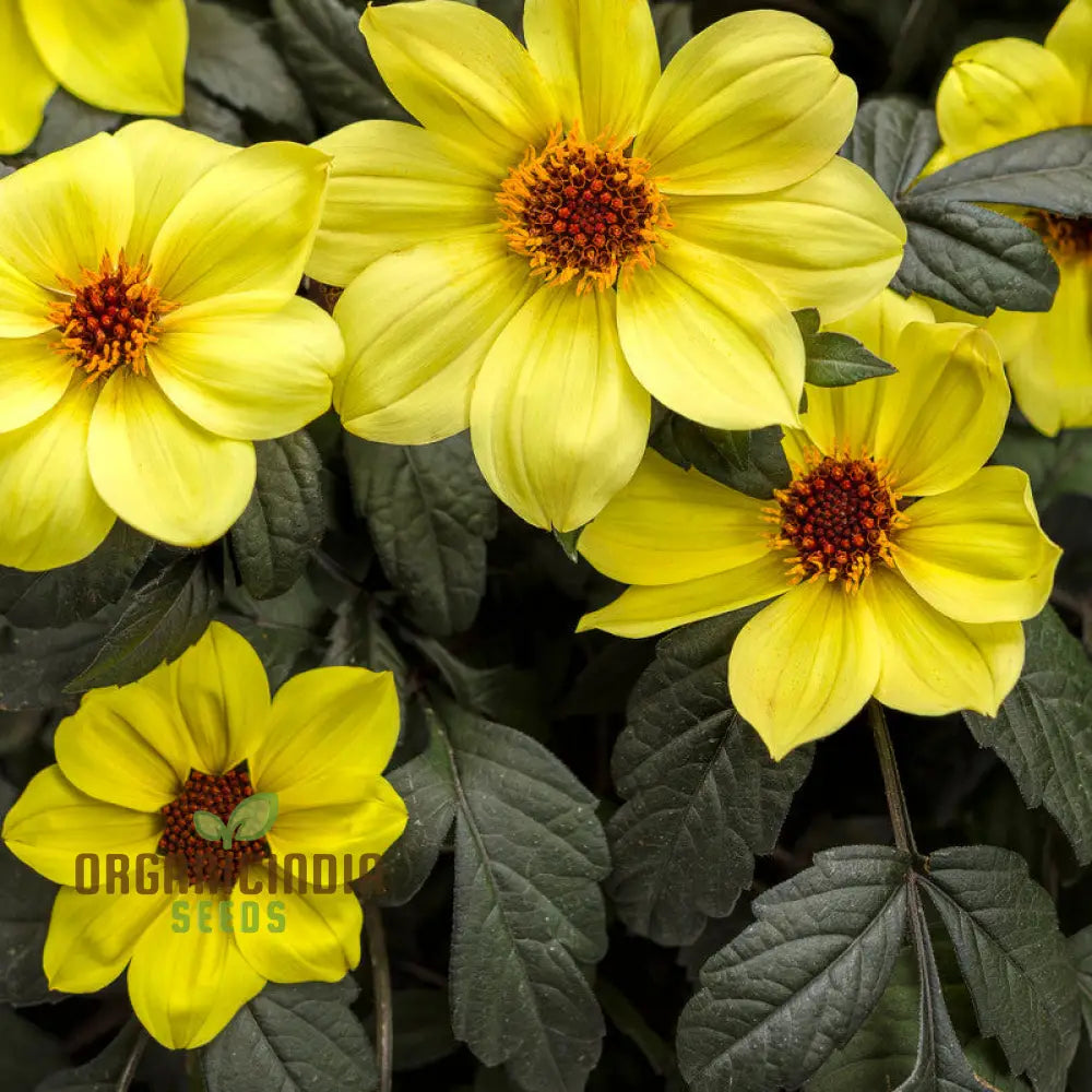 Dahlia Happy Single Party Flower Seeds For Planting Bright And Cheerful For A Vibrant Garden