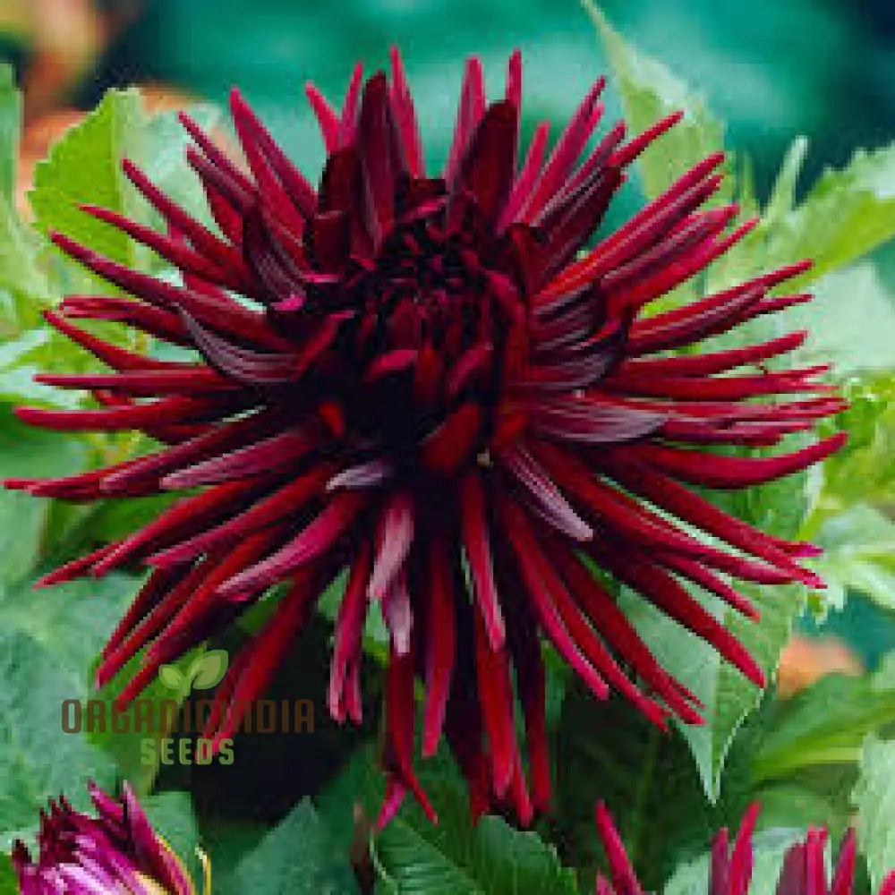 Dahlia Nuit Dâ€™ete 3Lt Potted Plant - Premium Quality For Gardening Enthusiasts Ideal Seeds And