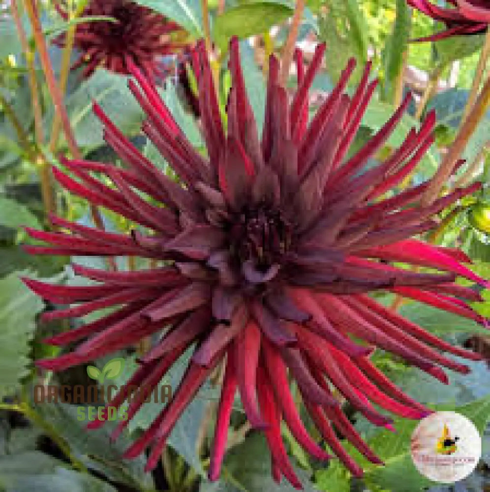 Dahlia Nuit Dâ€™ete 3Lt Potted Plant - Premium Quality For Gardening Enthusiasts Ideal Seeds And