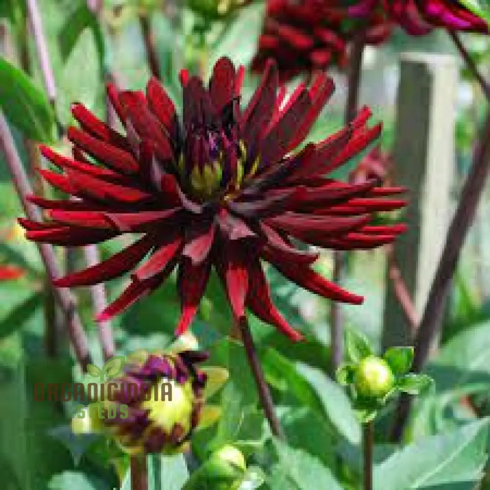 Dahlia Nuit Dâ€™ete 3Lt Potted Plant - Premium Quality For Gardening Enthusiasts Ideal Seeds And