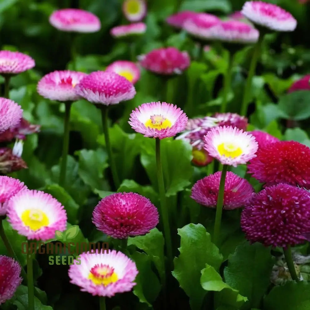 Daisy Dbl. Flowered Mixed Seeds Premium Flower Seeds Vibrant Colors Ideal For Gardens