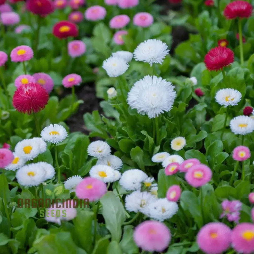 Daisy Dbl. Flowered Mixed Seeds Premium Flower Seeds Vibrant Colors Ideal For Gardens