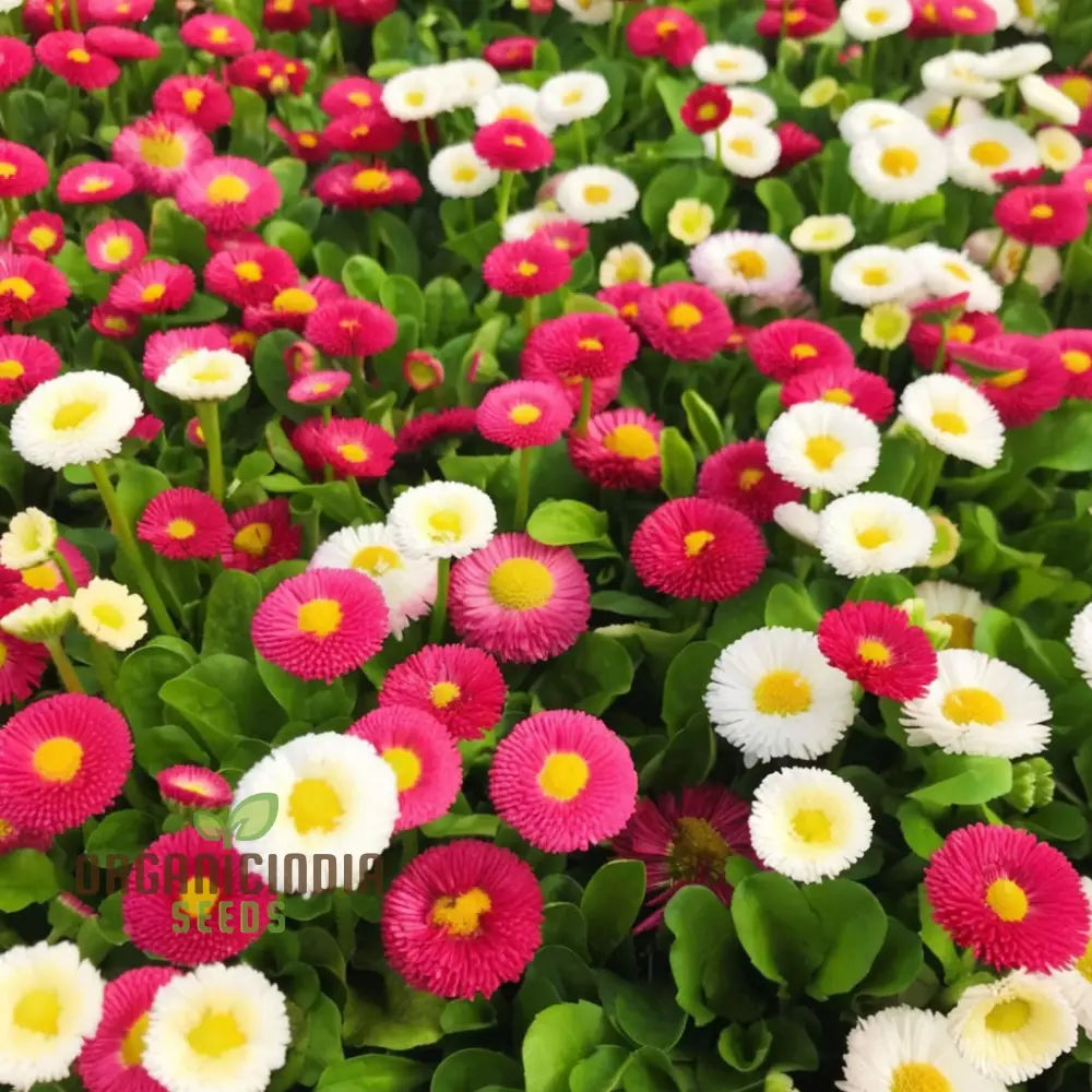 Daisy Dbl. Flowered Mixed Seeds Premium Flower Seeds Vibrant Colors Ideal For Gardens