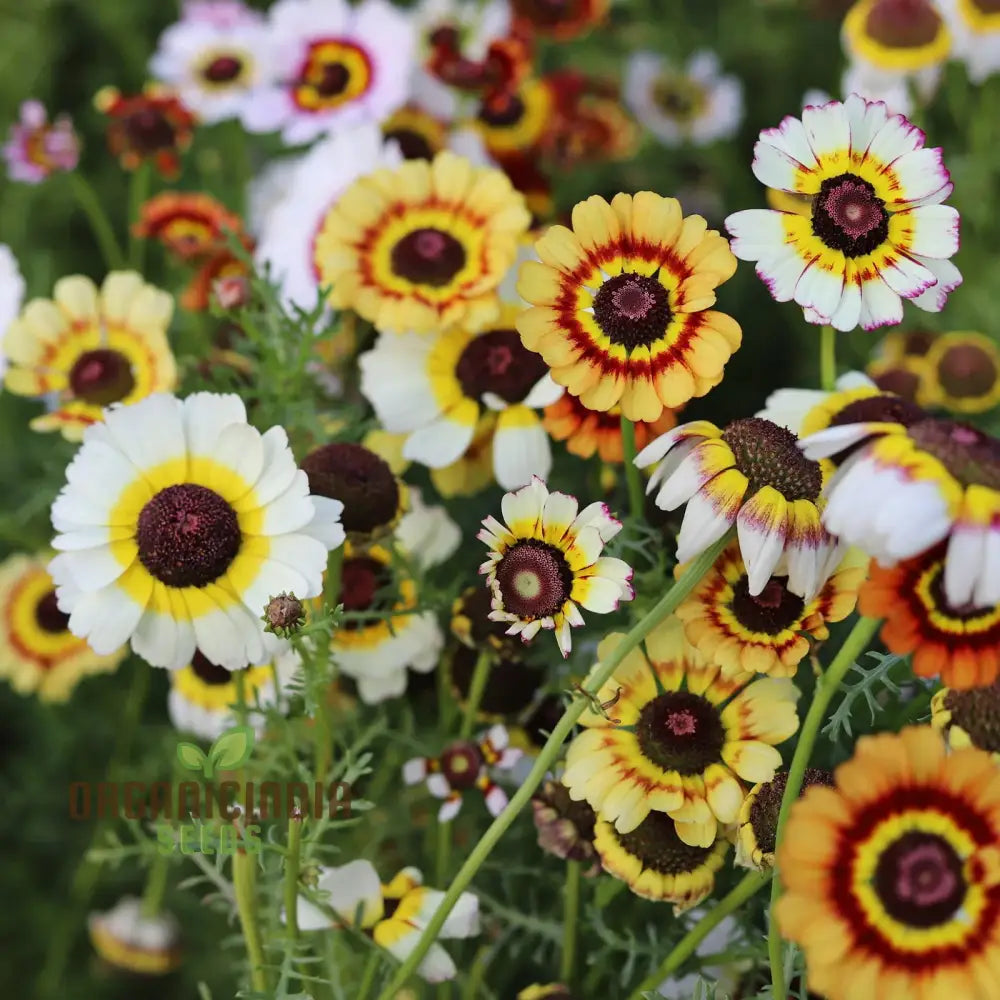 Daisy - Painted Seeds For Vibrant Planting Enhance Your Garden With Striking Blooms And Easy