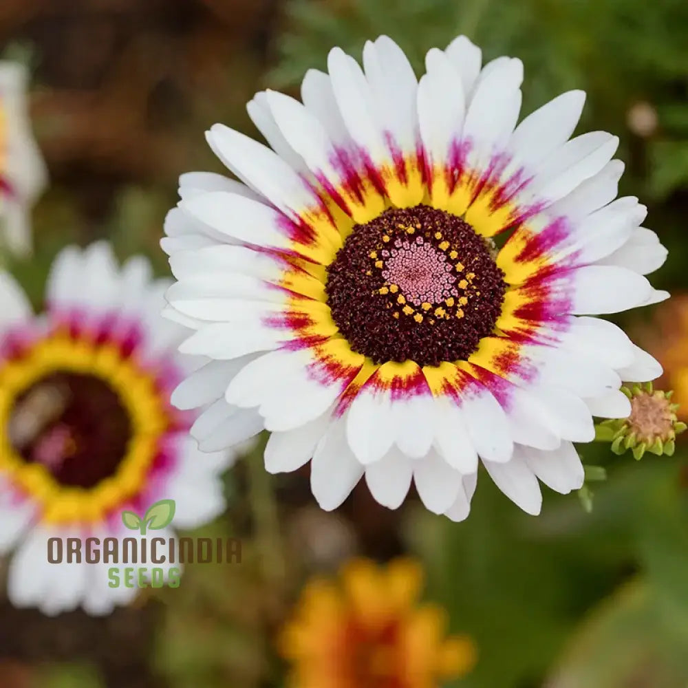 Daisy - Painted Seeds For Vibrant Planting Enhance Your Garden With Striking Blooms And Easy