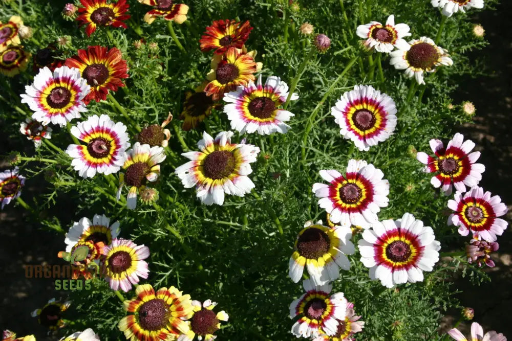 Daisy - Painted Seeds For Vibrant Planting Enhance Your Garden With Striking Blooms And Easy