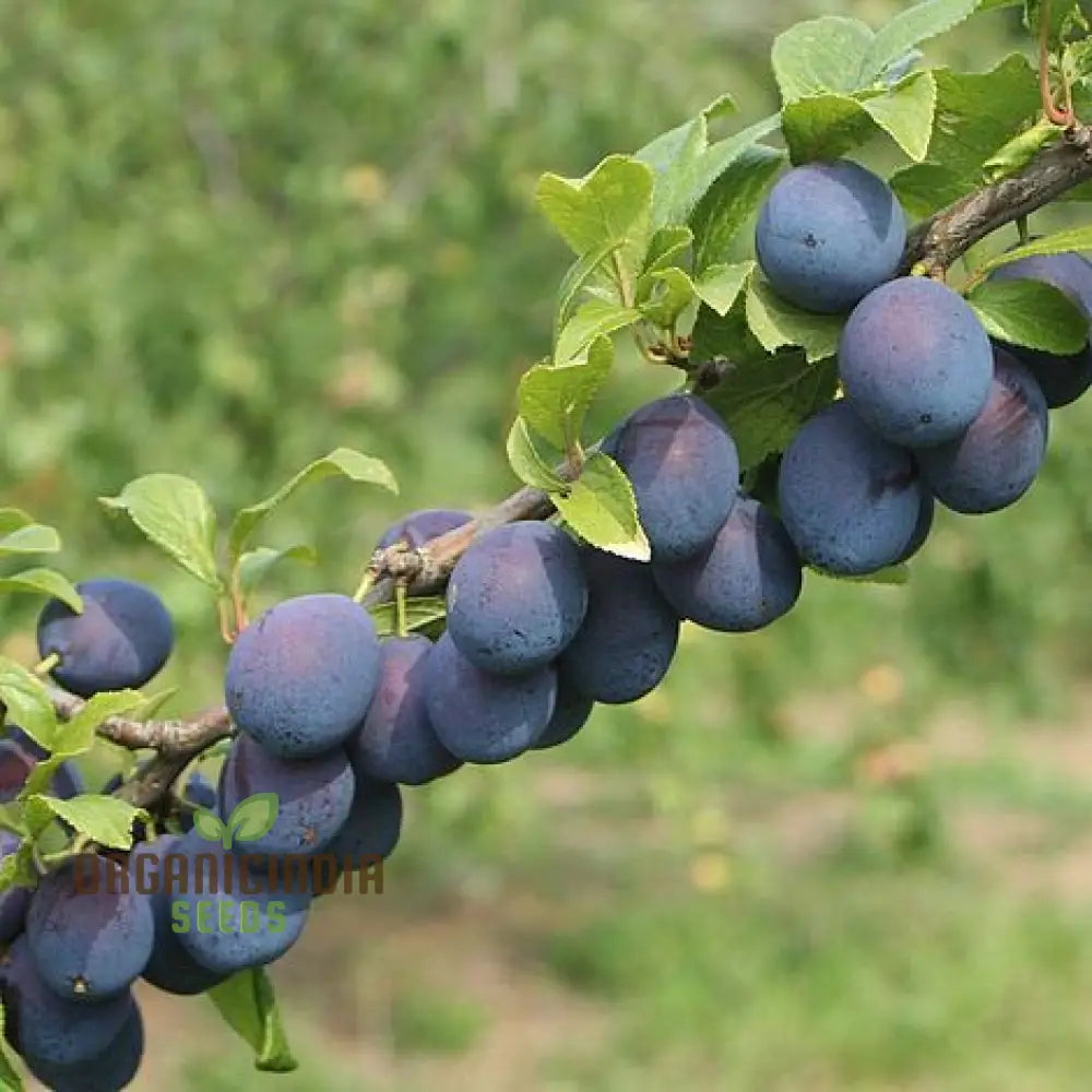 Damson Seeds For Gardening - High-Quality Your Garden